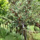 Agris rosu copacel Niescluchowski  C4